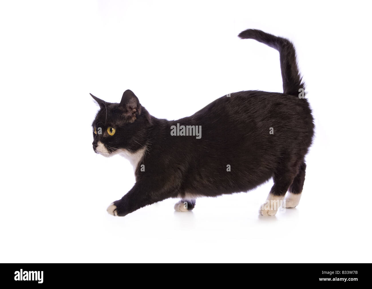 Cute fat black and white Munchkin cat isolated on white background Stock  Photo - Alamy