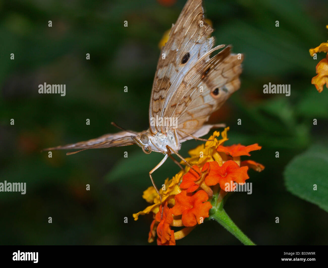 White peacock butterfly Stock Photo - Alamy