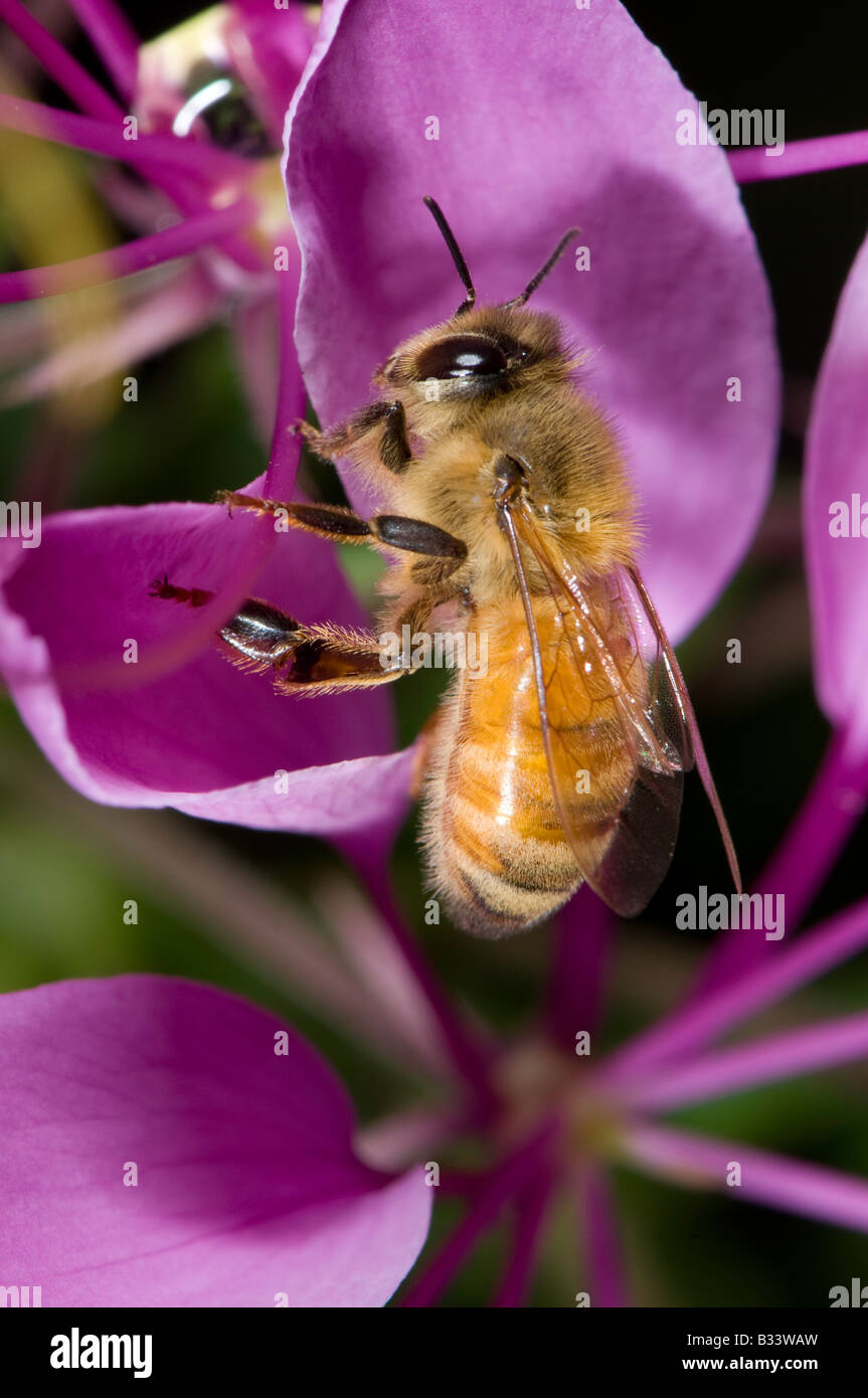 honey bee foraging on a purple spider flower Cleome hassleriana Caper family Capparidaceae Stock Photo