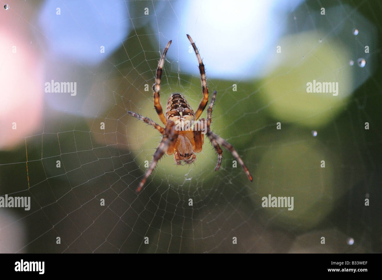 A spider, arachnid, hanging from its perfectly spun cob web which glistens in the sunlight, drops of water sparkle. Stock Photo