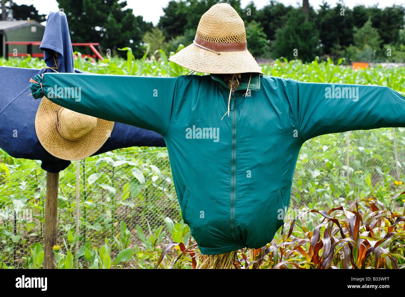 Scarecrows Stock Photo