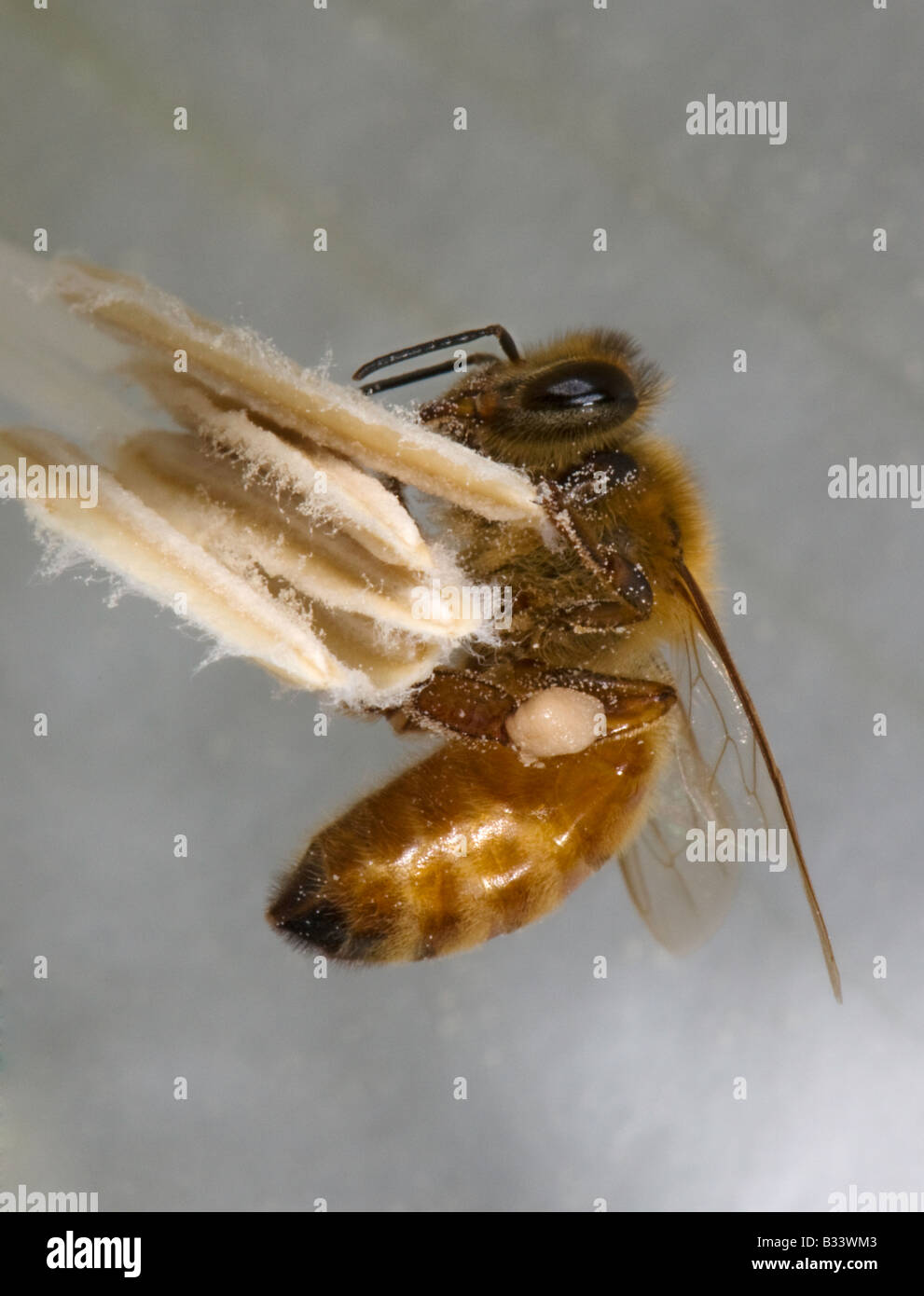 honey bee foraging and collecting pollen in a Datura flower Stock Photo