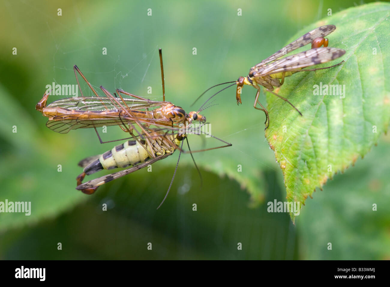 Scorpion Fly Panorpia communis adult males feeding on Crane-fly caught in a spider web Stock Photo