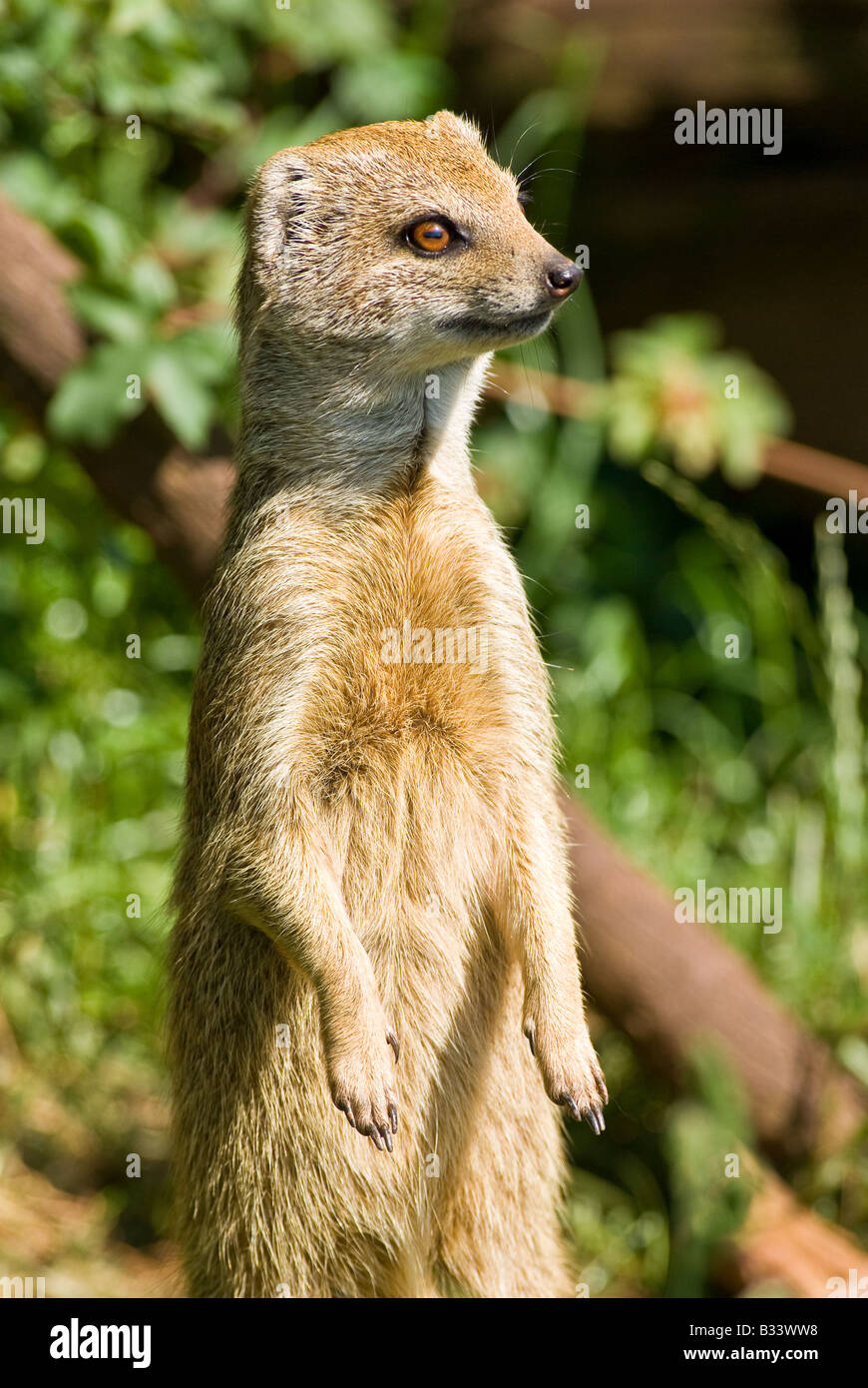 Yellow Mongoose (Red Meerkat) on the look-out Stock Photo