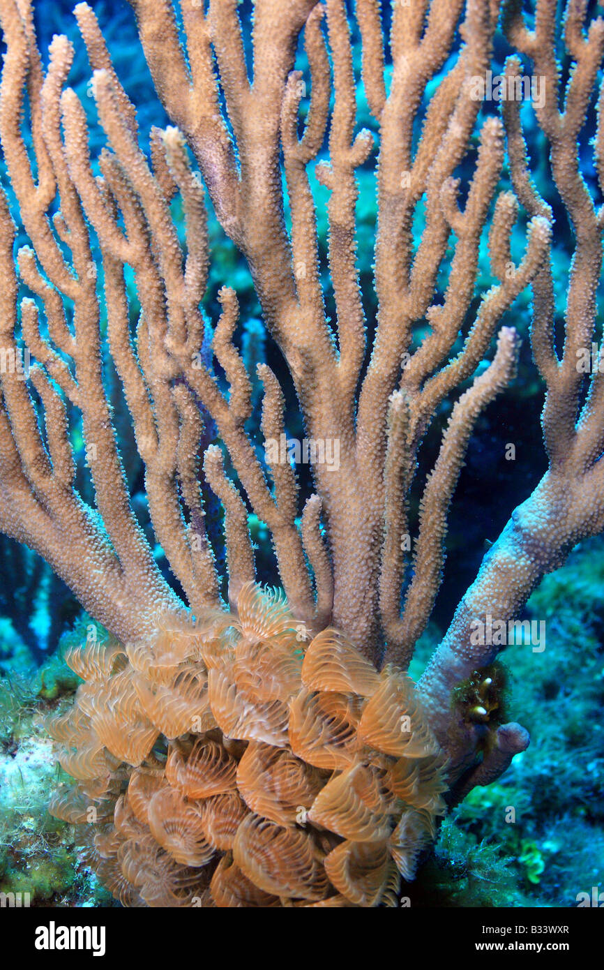 Social feather duster Bispira Brunnea living on soft corals on coral