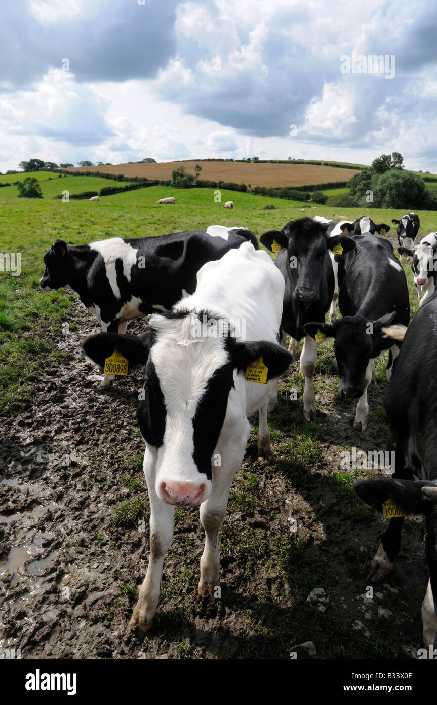 Yorkshire cows milk hi-res stock photography and images - Alamy
