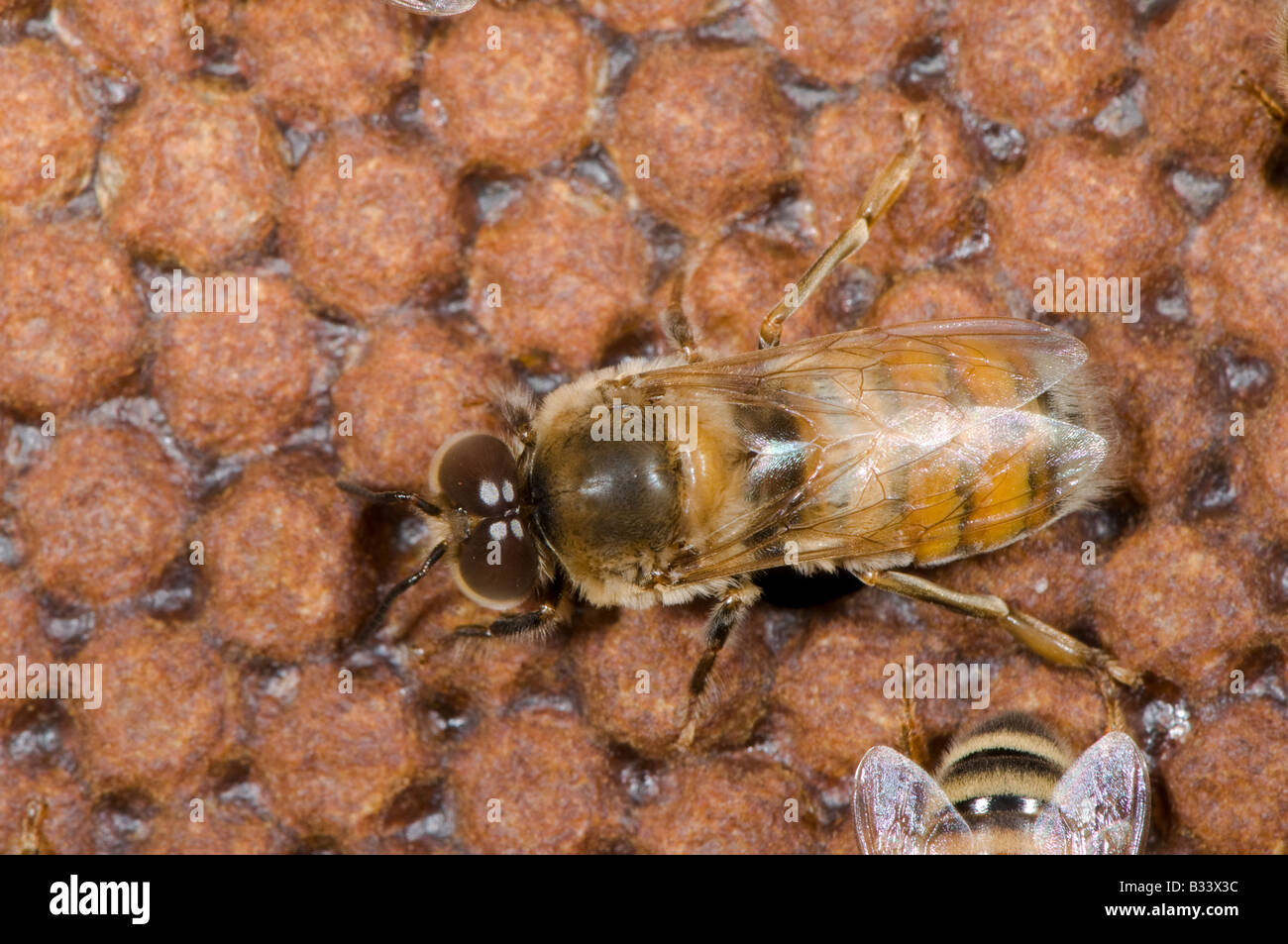 honeybee drone bee male Stock Photo