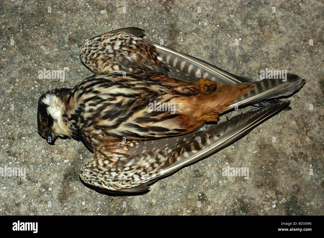Shooting birds malta hi-res stock photography and images - Alamy