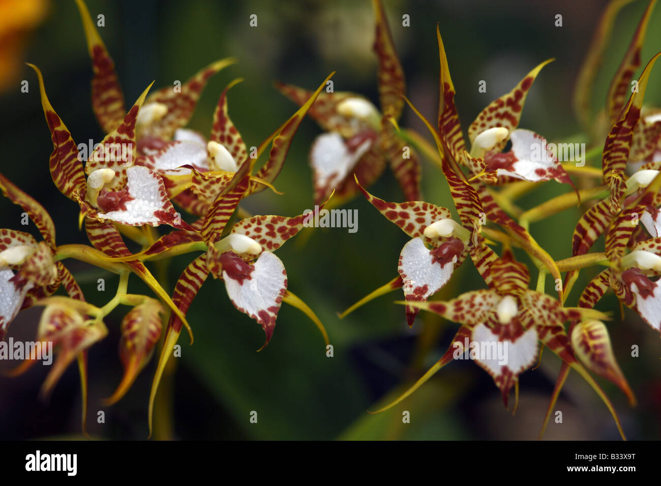 close arrangement of Odontoglossum cordatum orchid Stock Photo