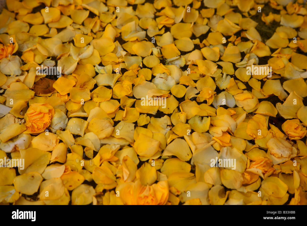 Yellow rose petals floating in water Stock Photo Alamy