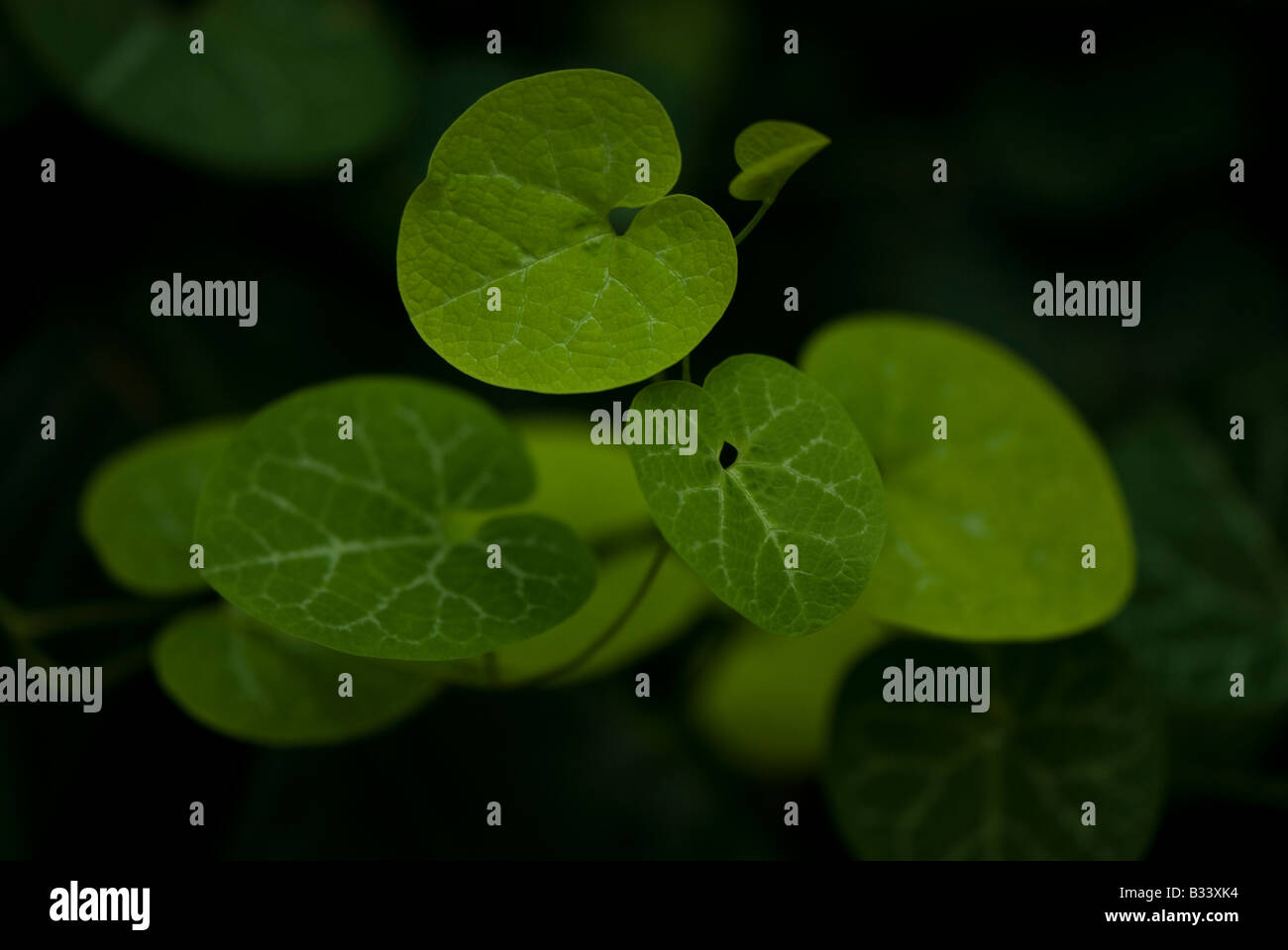 Cluster of plant leaves from birthwort Stock Photo Alamy