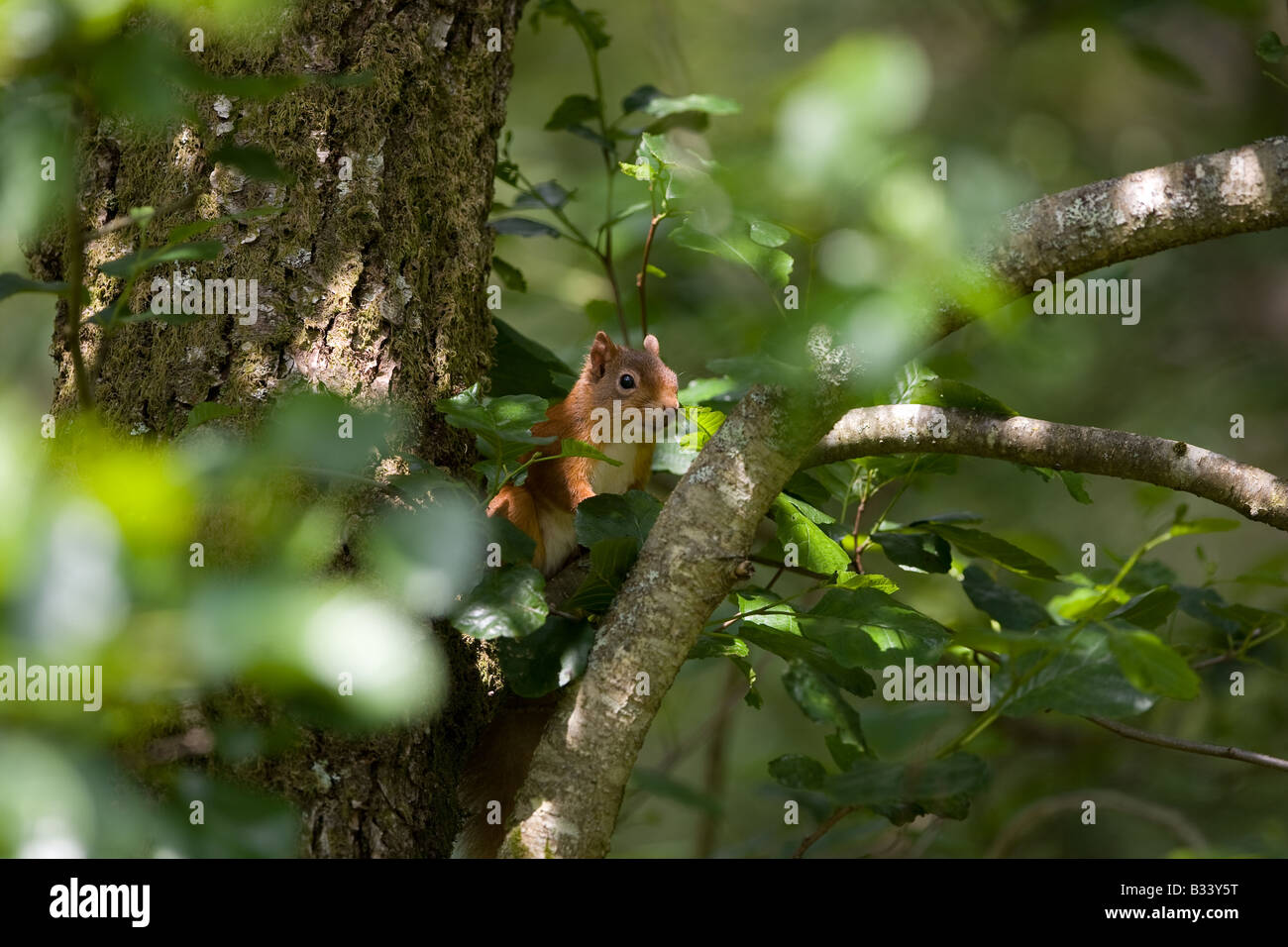 Red Squirrel in a tree near Fort William in West Scotland Stock Photo