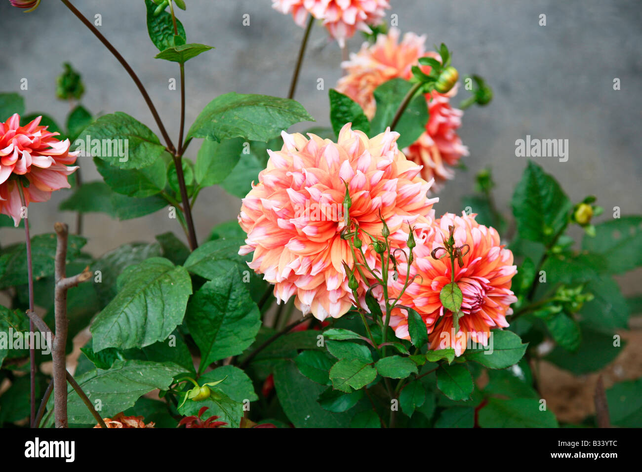 Anders dahl hi-res stock photography and images - Alamy