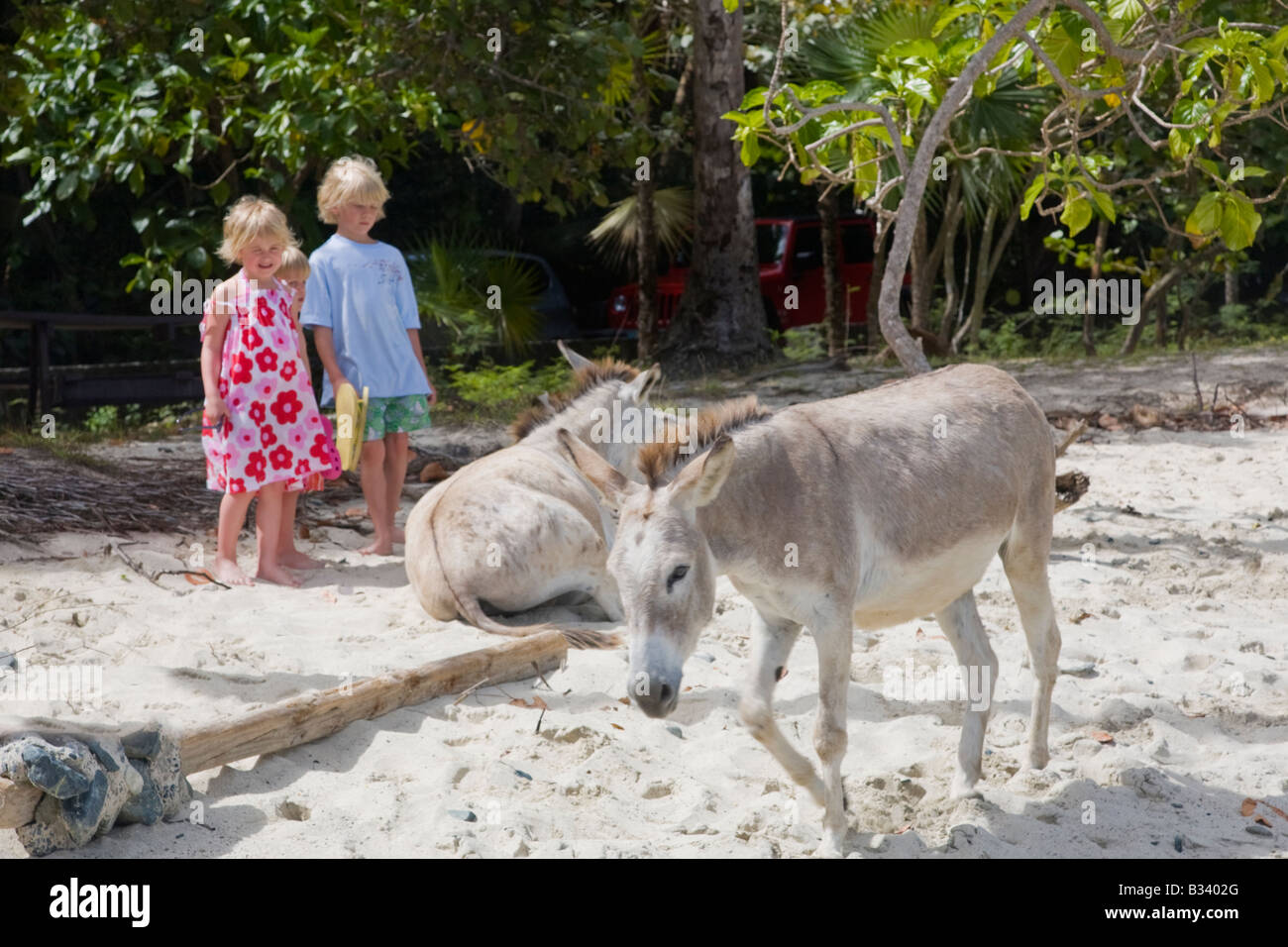 St. john virgin islands donkey hi-res stock photography and images - Alamy