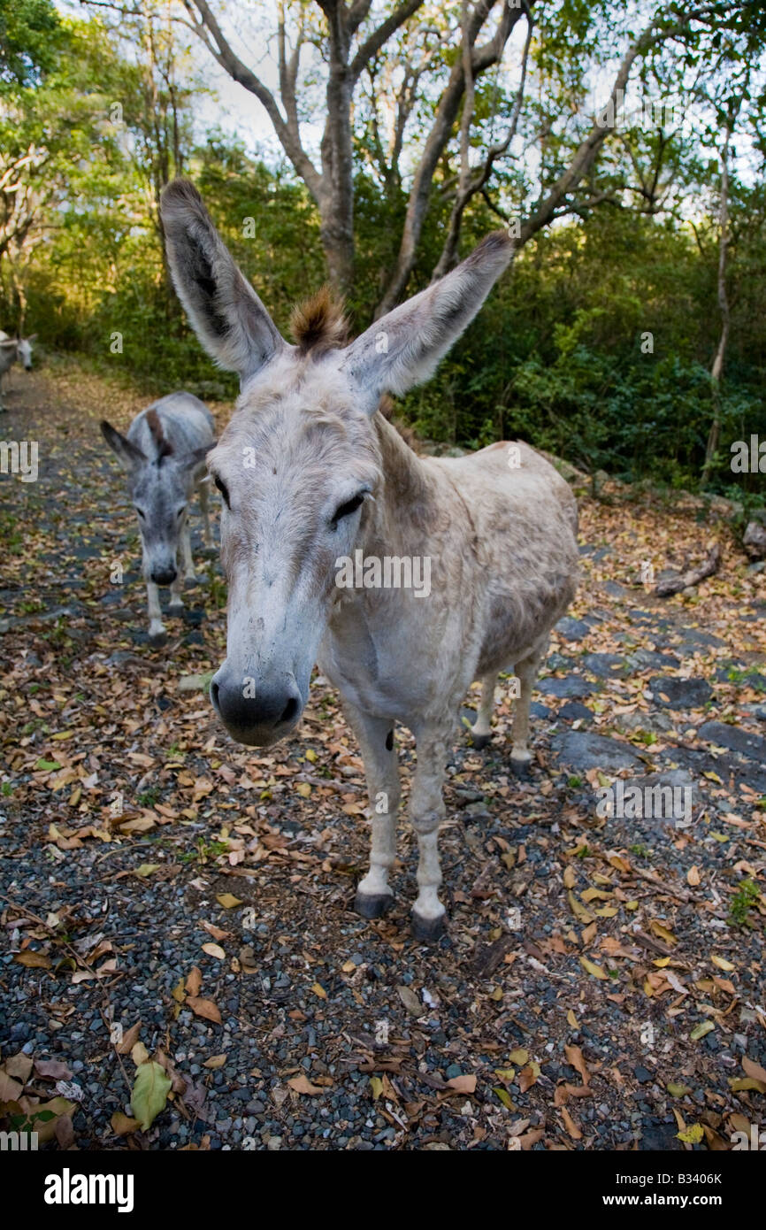 Wild donkeys on the caribbean island of St John in the US Virgin