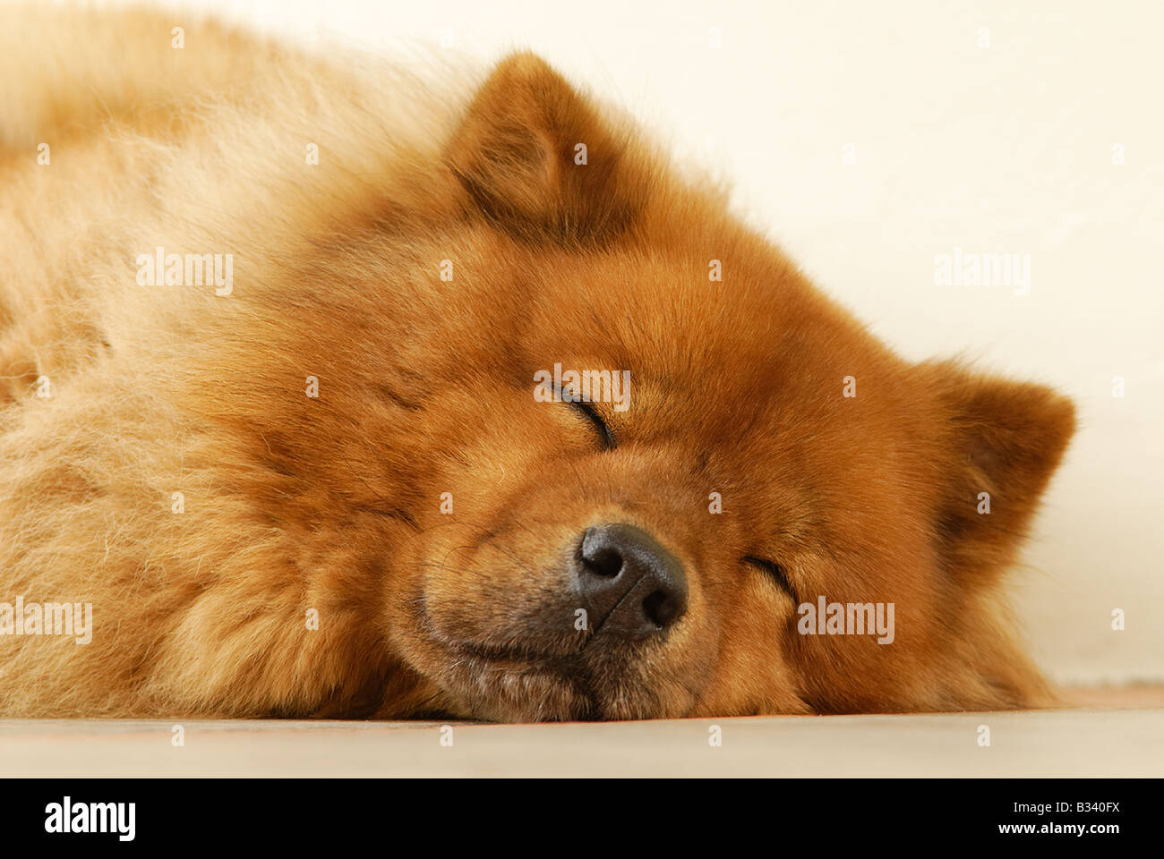 Chow-Chow dog taking a nap Stock Photo