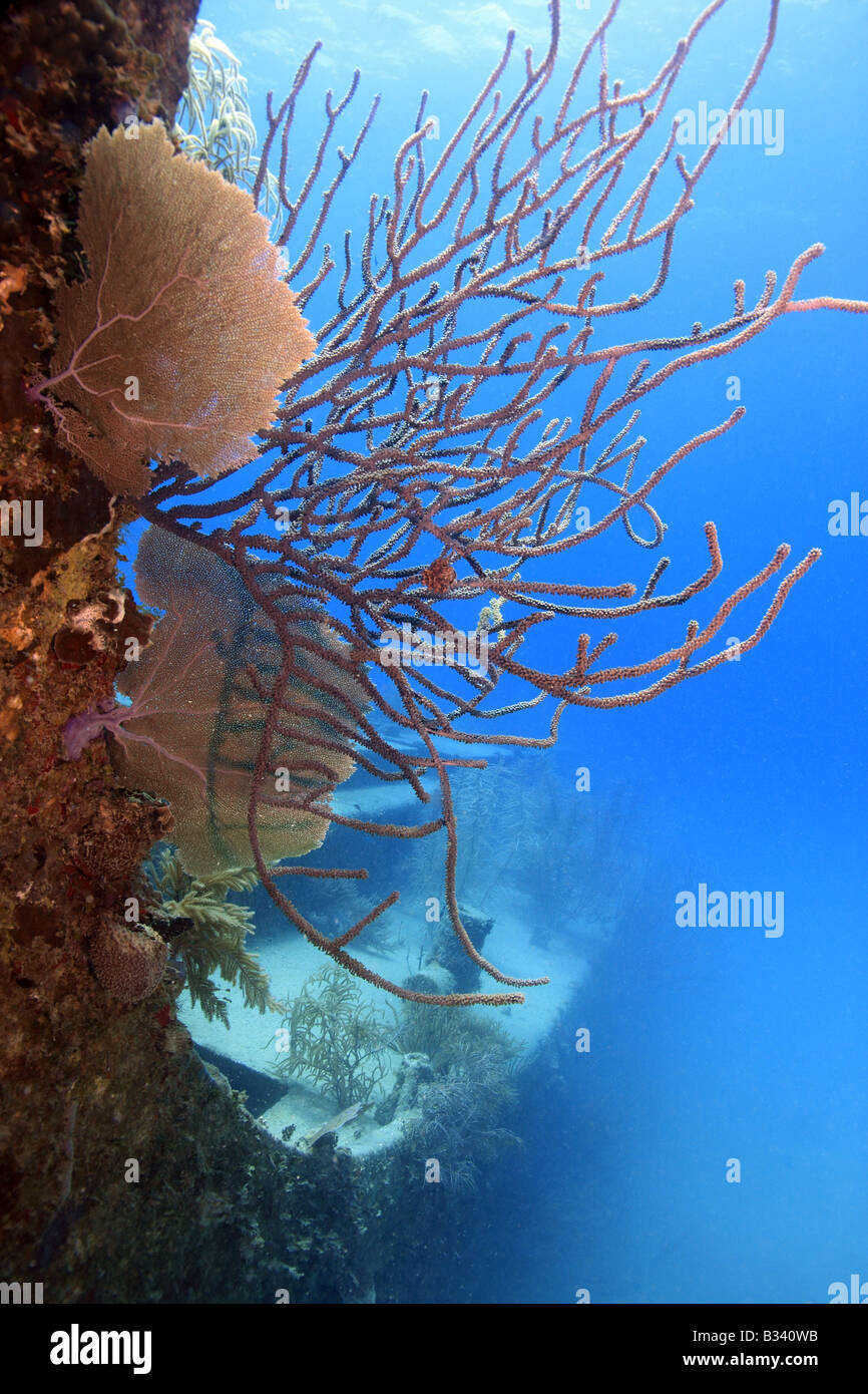 underwater wreck of the Price Albert covered with coral Stock Photo