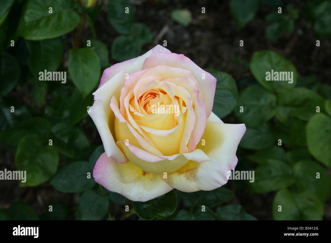 Portrait yellow rose hi-res stock photography and images - Alamy