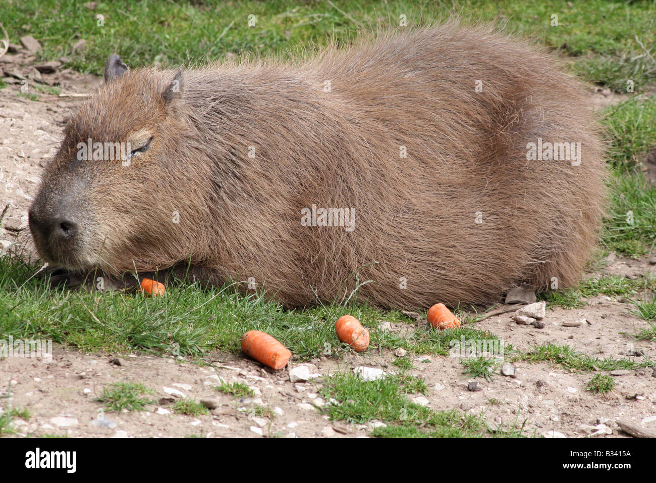 Capybara Hydrochoerus Hydrochaeris Chester Zoo Chester Images, Photos, Reviews