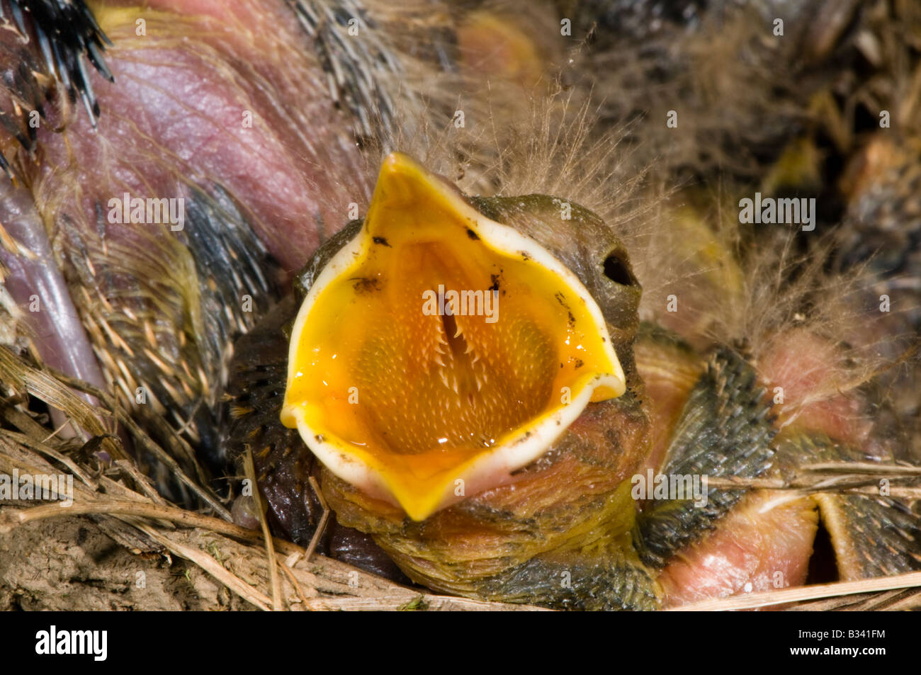 young robin nestlings in their nest Stock Photo
