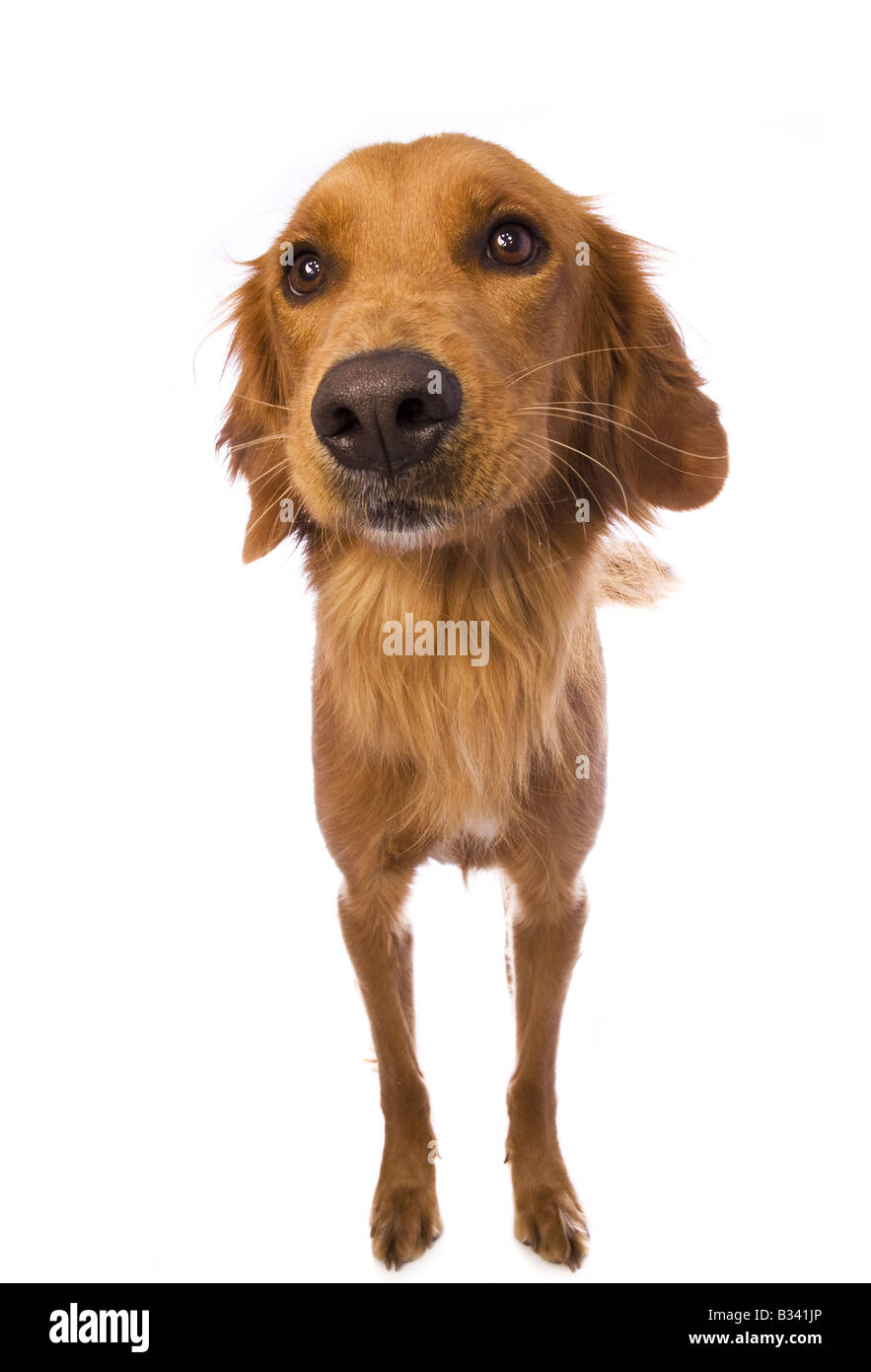 Cute Golden Retriever dog standing isolated on white background Stock Photo