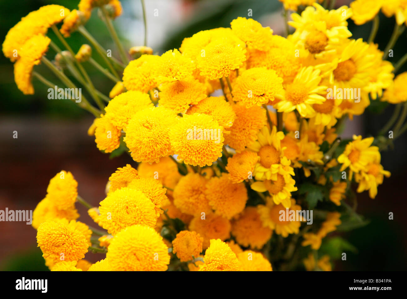 A bunch of yellow flowers Stock Photo Alamy