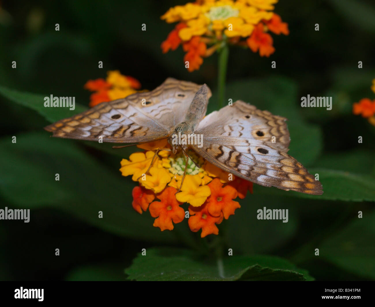 White peacock butterfly Stock Photo - Alamy