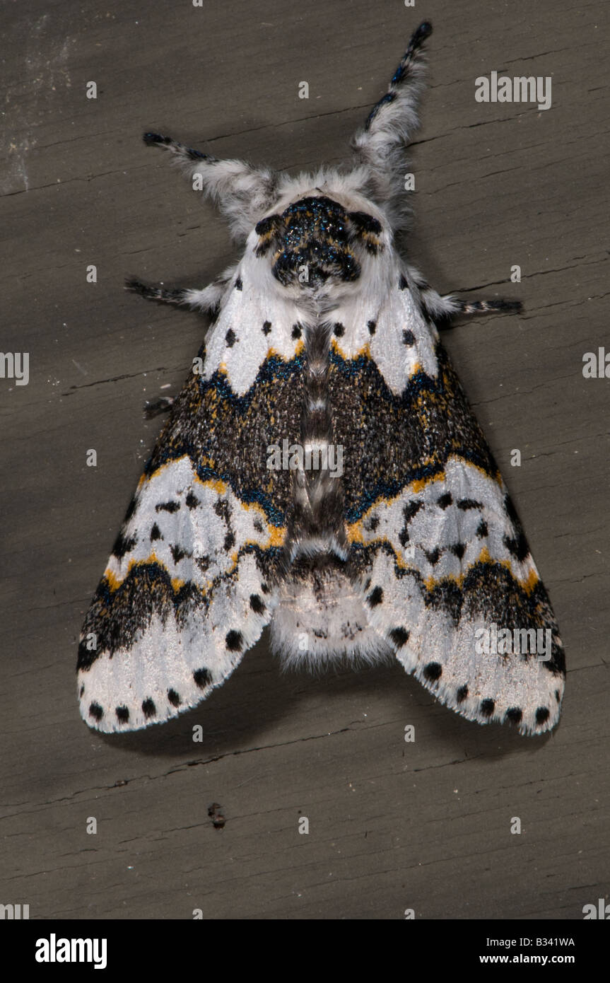 Prominent Moths Notodontidae White Furcula Furcula borealis Stock Photo