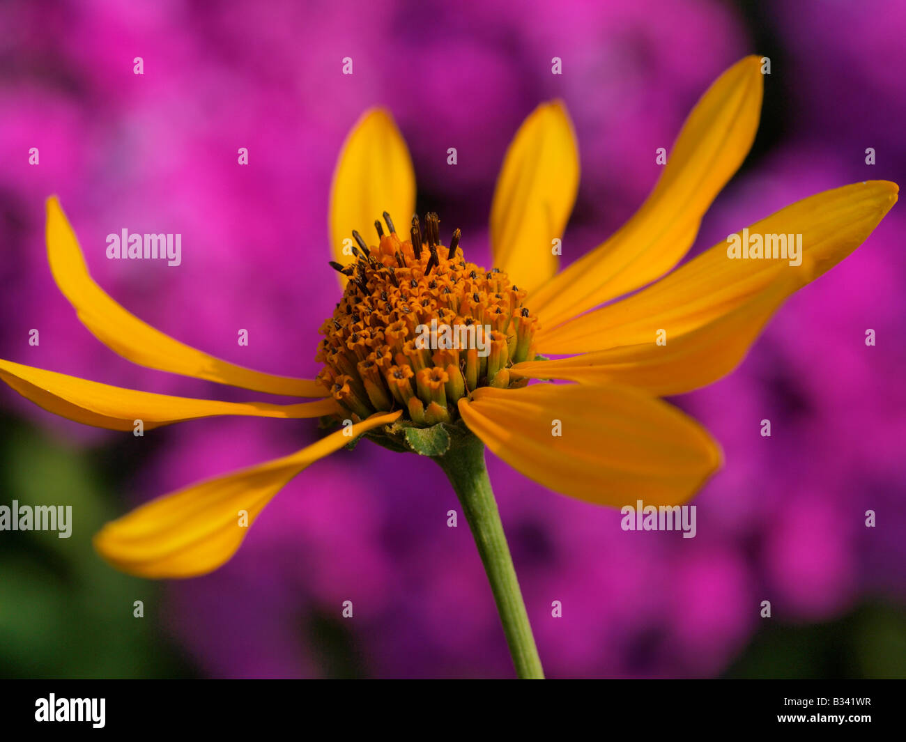 yellow daisy in garden Stock Photo Alamy