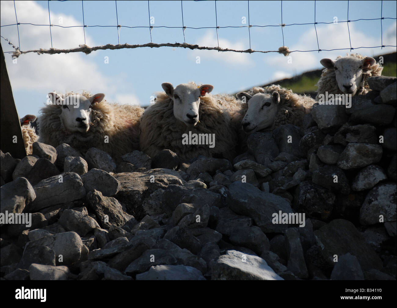 four sheep looking through a hole in a stone wall in the Yorkshire Dales England Stock Photo