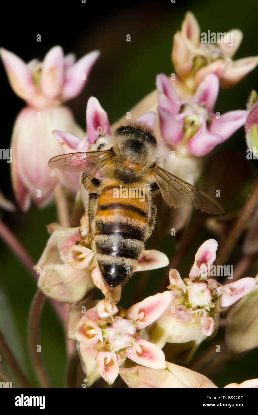 honey bee on milkweed Stock Photo