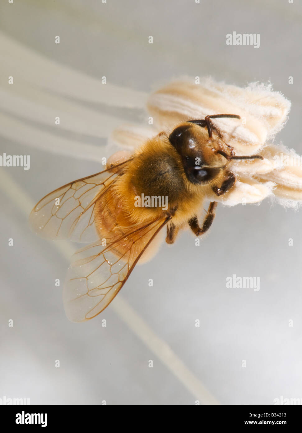 honey bee foraging and collecting pollen in a Datura flower Stock Photo