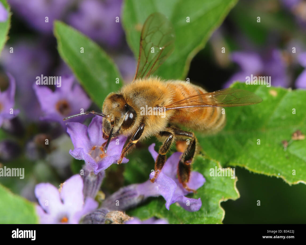honey bee foraging on a lavender flower Stock Photo