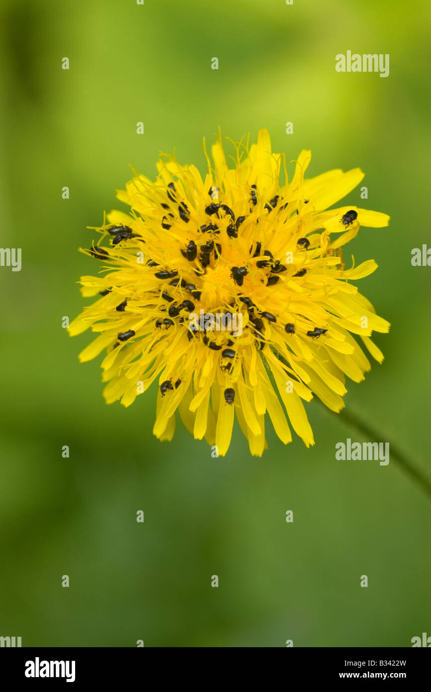 Pollen Beetles Meligethes aeneus feeding on Corn Sow-thistle Sonchus arvensis flower Stock Photo