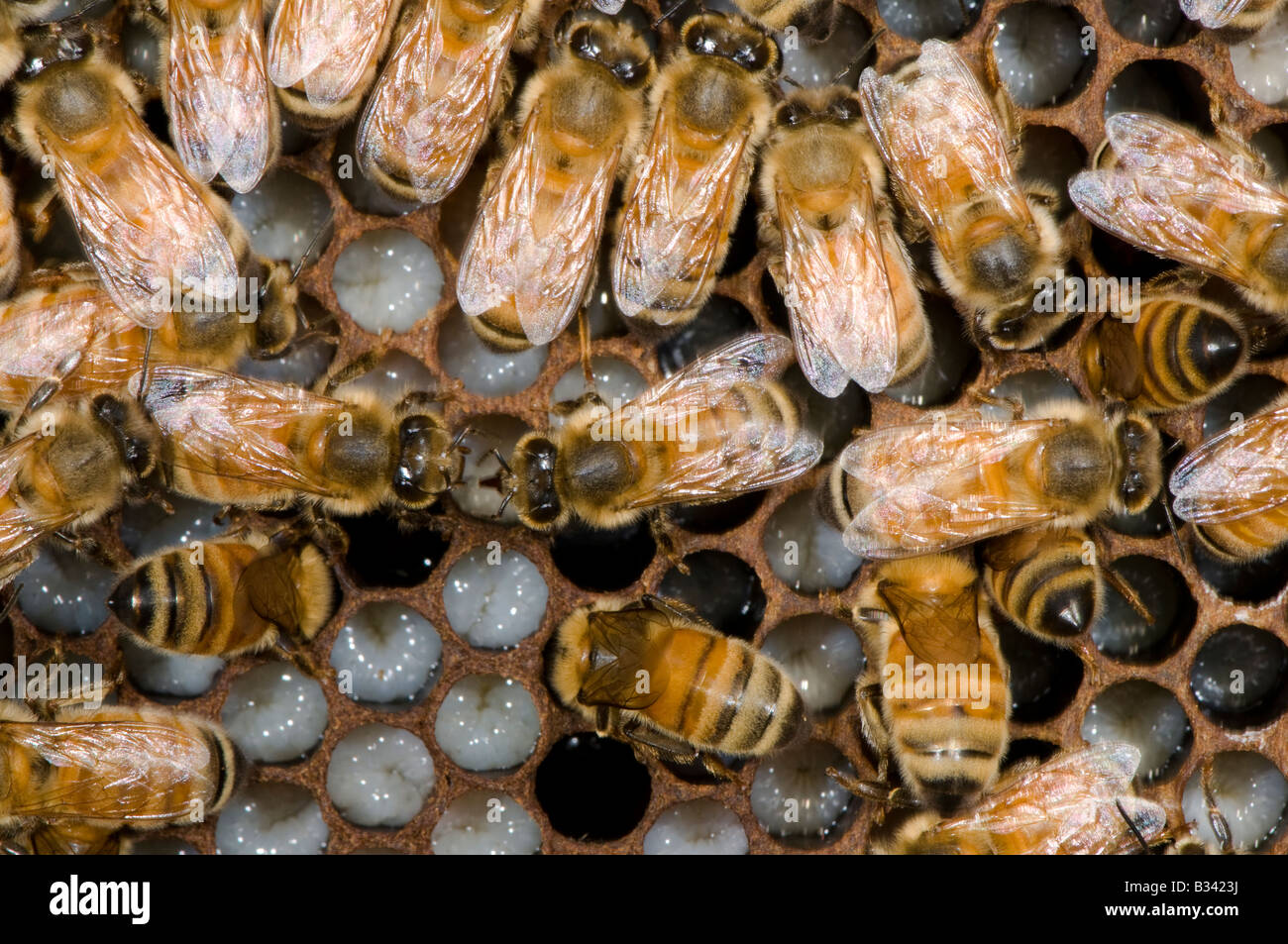 honeybees on comb within a bee hive Stock Photo