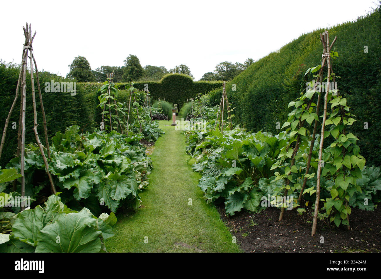 Runner Beans growing up a wig wam support in the vegetable garden at Levens Hall, The Lake District, UK Stock Photo