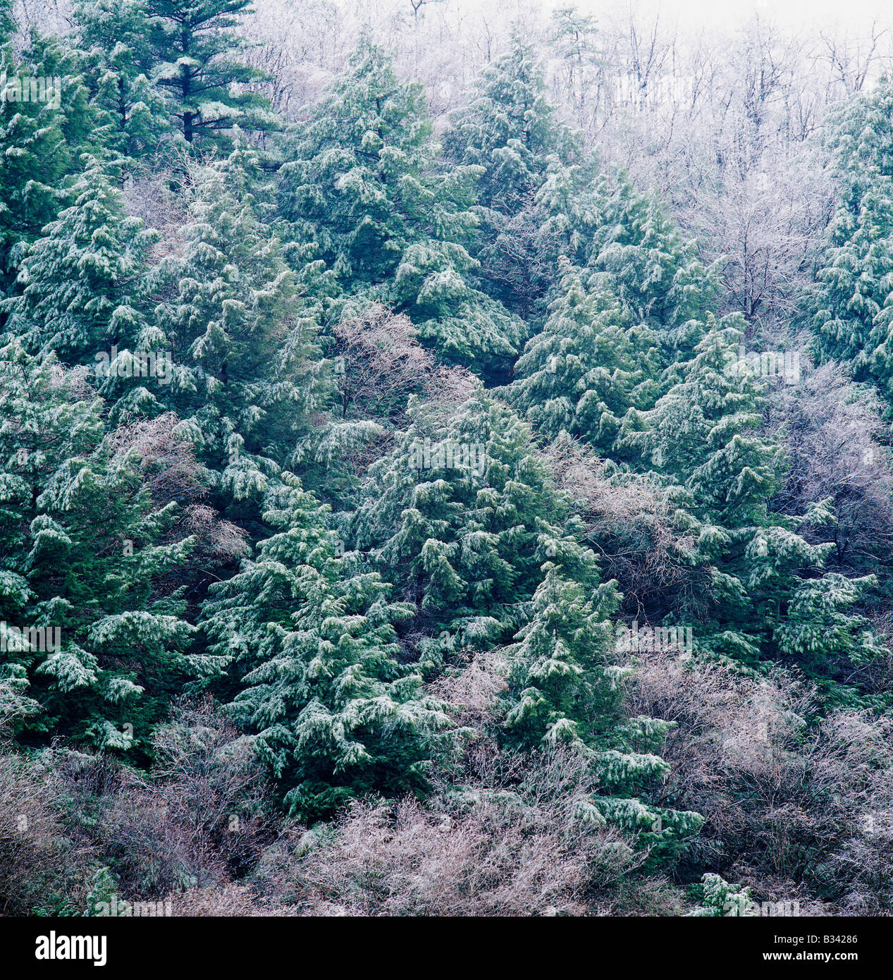 EASTERN HEMLOCK & HARDWOOD TREES UNDER WEIGHT OF WINTER SNOW, POCONO MOUNTAINS, PENNSYLVANIA, USA Stock Photo