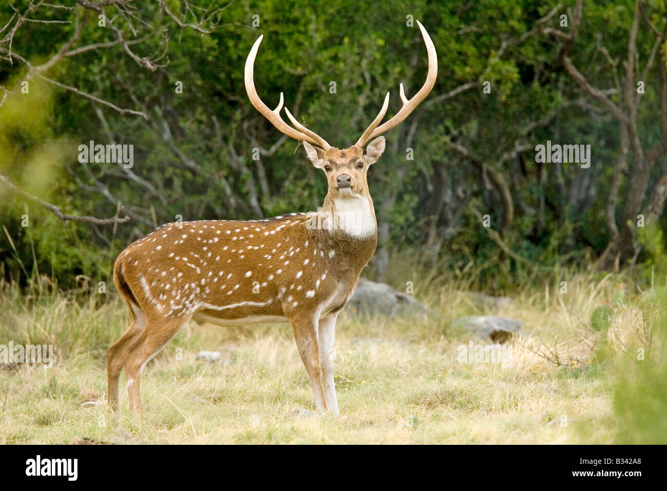 Axis Deer Vocalizations At Stanley Urbina Blog