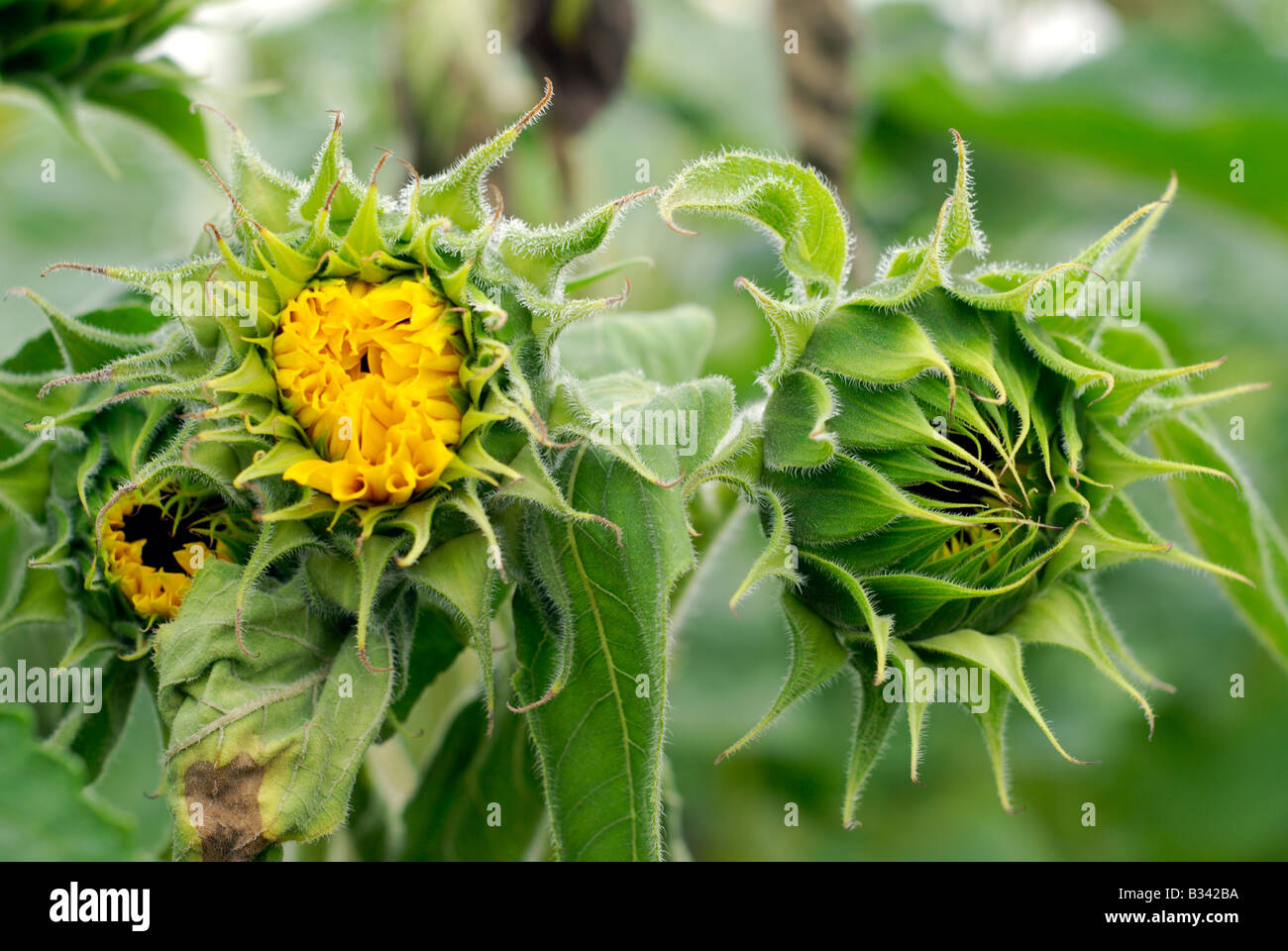 Sunflowers right before blooming Stock Photo Alamy