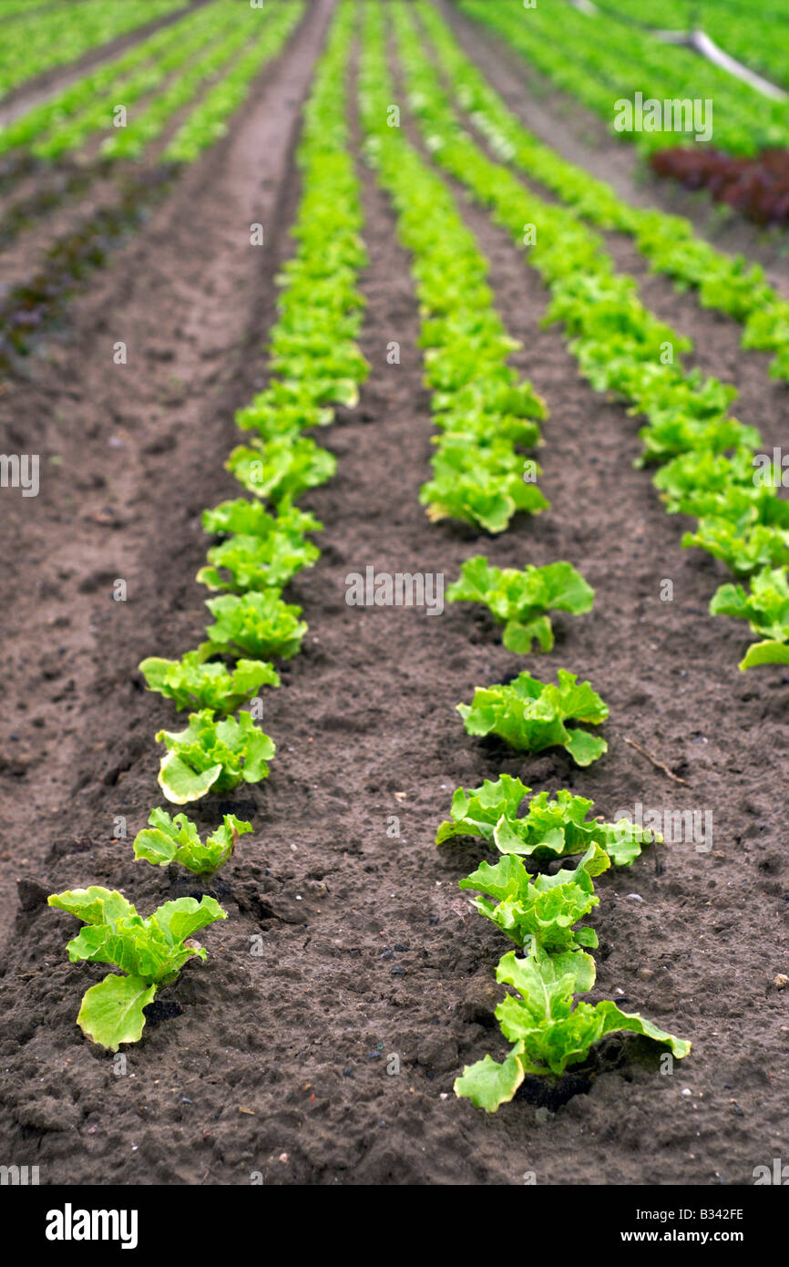 Lettuce field in Southern Germany Stock Photo Alamy