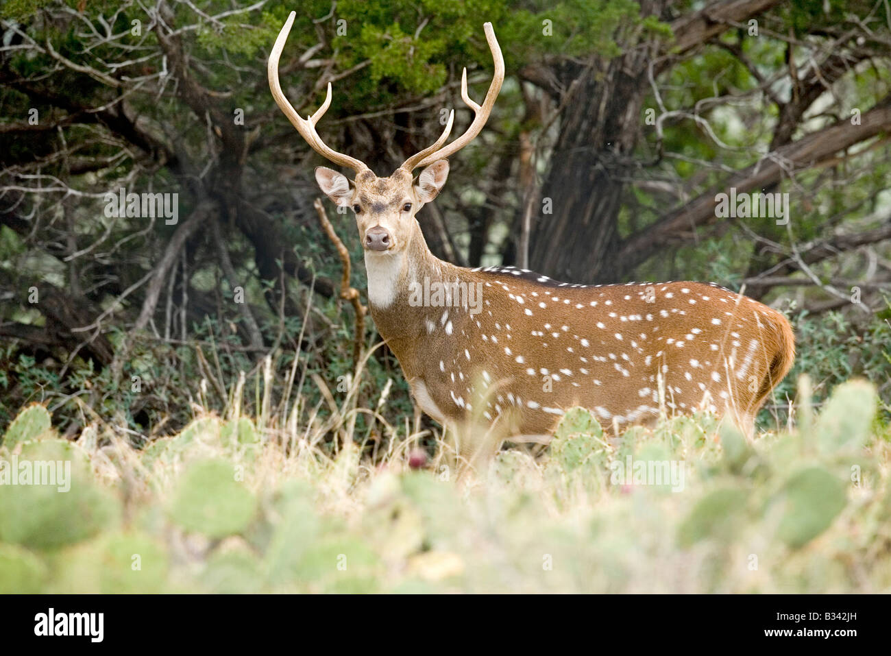 Axis deer hires stock photography and images Alamy