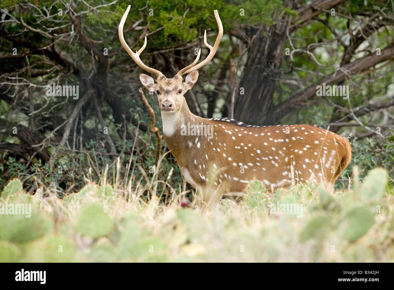 Axis Deer Cervus axis Ozona Texas United States 12 August Adult Male Cervidae CAPTIVE Stock Photo