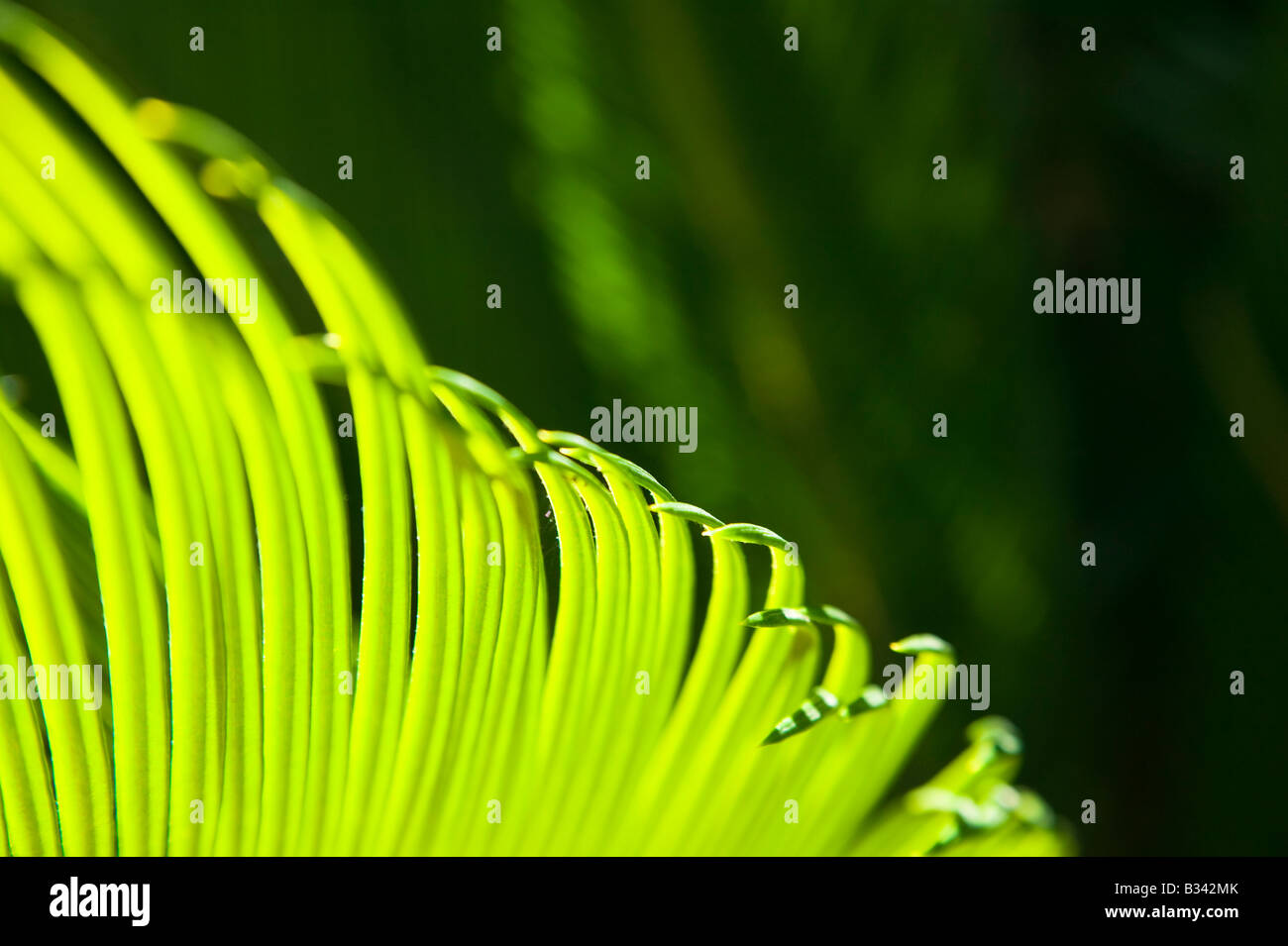 Close up of a tropical plant Stock Photo - Alamy