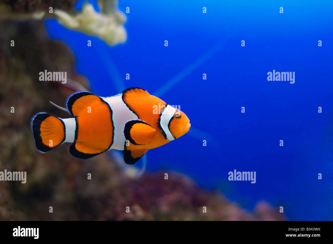 Nemo hi-res stock photography and images - Alamy