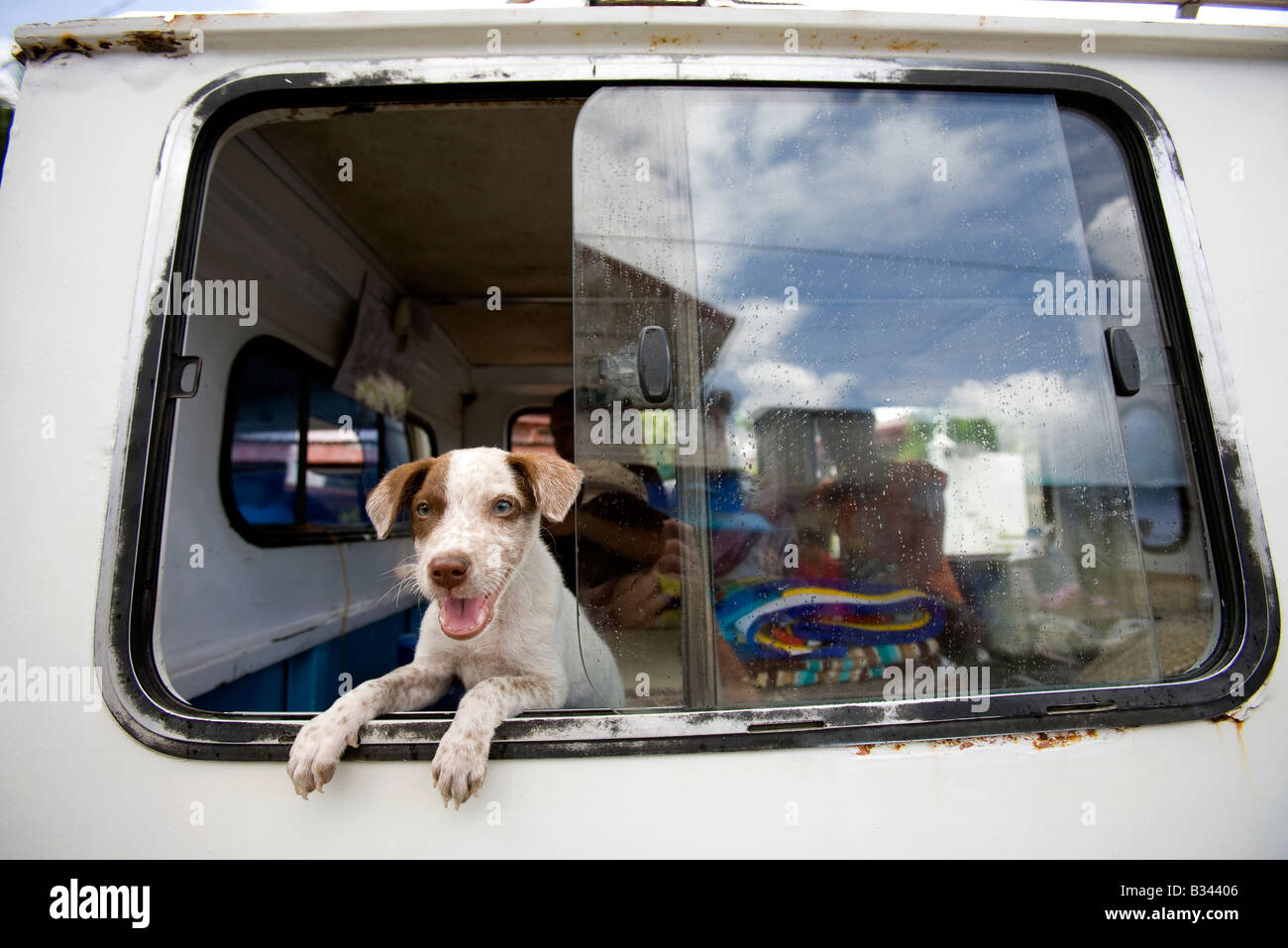 How To Transport A Dog To The Philippines