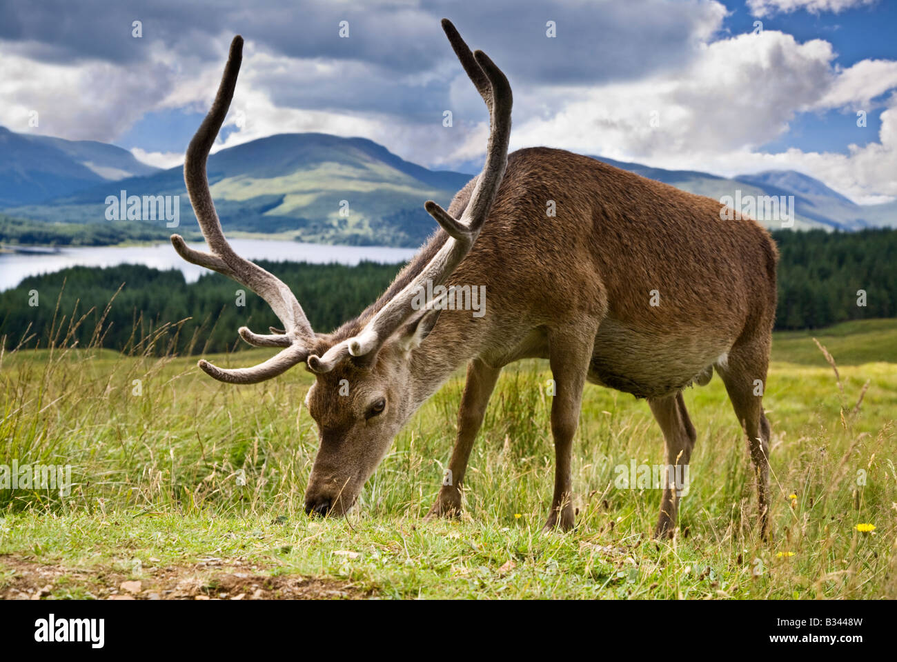 A red deer stag Cervus Elaphus grazing on the hills above Loch Tulla Scottish Highlands Lochaber Scotland Stock Photo