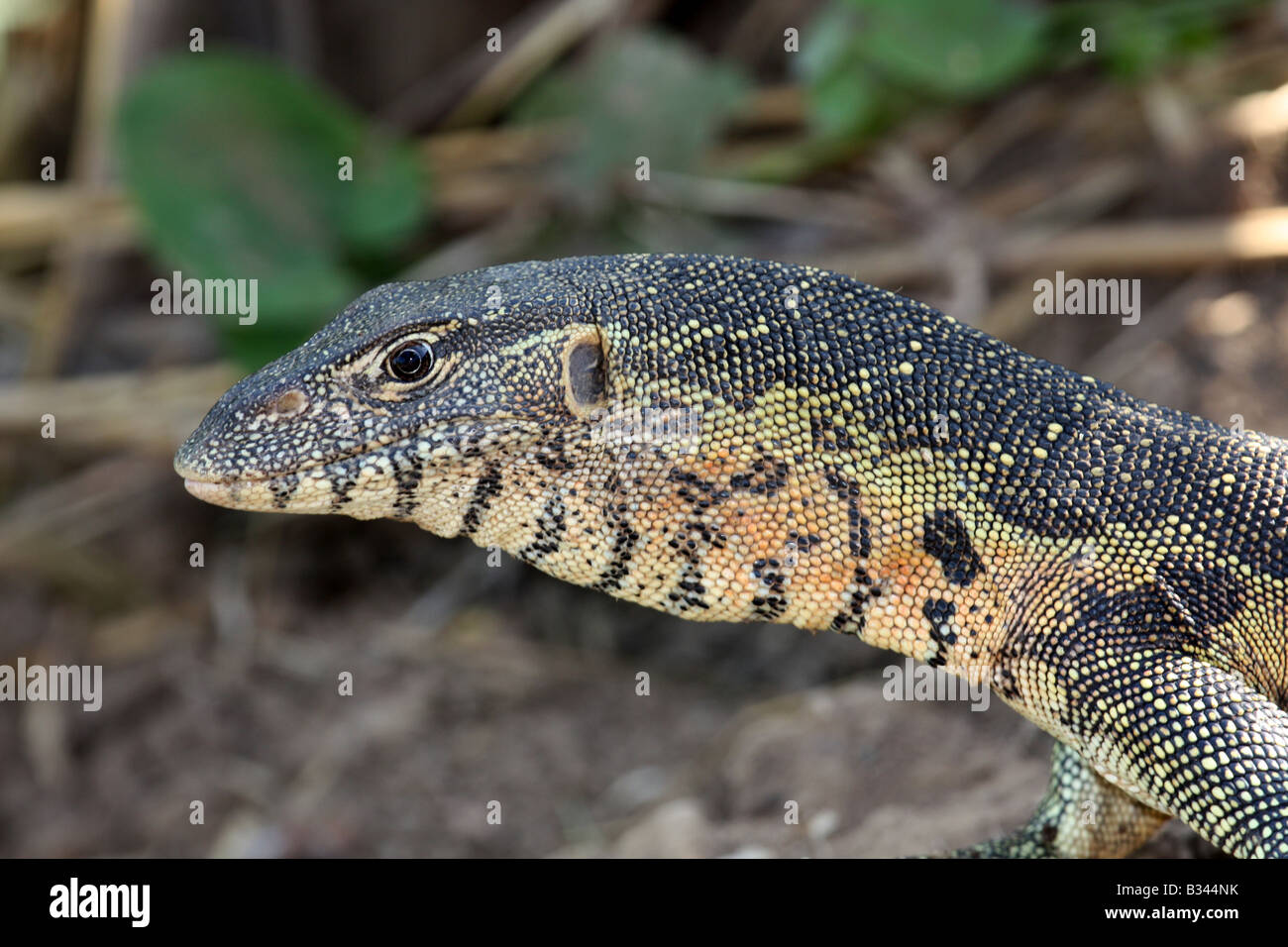 Monitor Lizard Zambia 2 Stock Photo Alamy