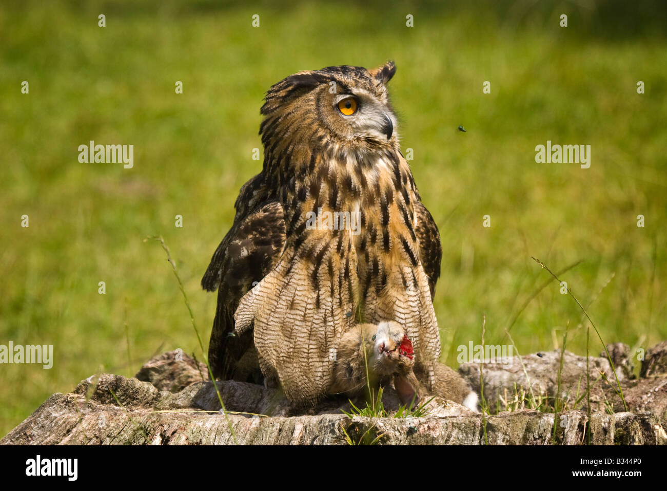 European Eagle Owl ( bubo bubo) watching a green bottle fly as it sits on it's prey Stock Photo