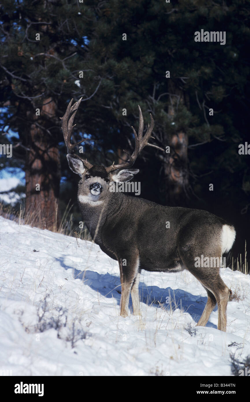 Mule Deer Black-tailed Deer Odocoileus hemionus buck in snow Rocky Mountain National Park Colorado USA Stock Photo