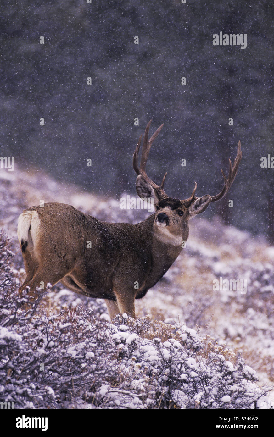 Mule Deer Black-tailed Deer Odocoileus hemionus buck in snow fall Rocky Mountain National Park Colorado USA Stock Photo